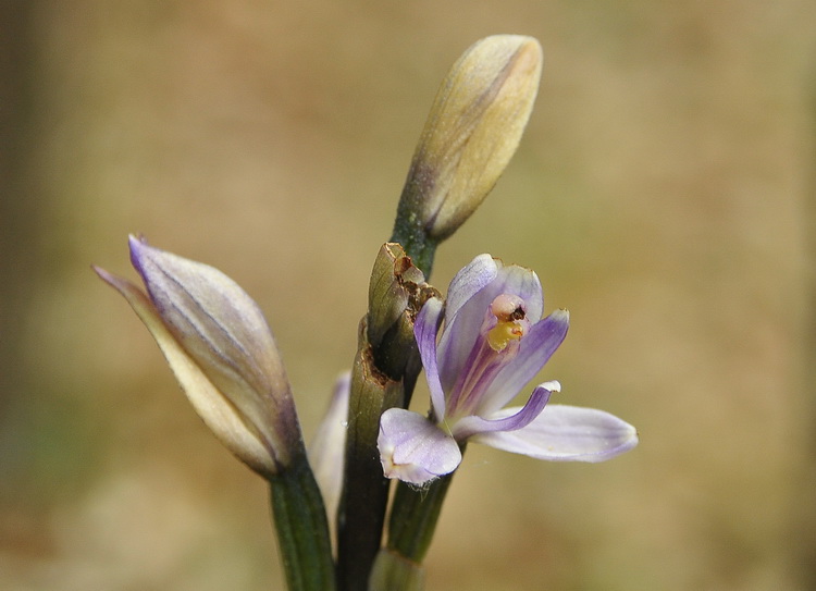 Limodorum trabutianum